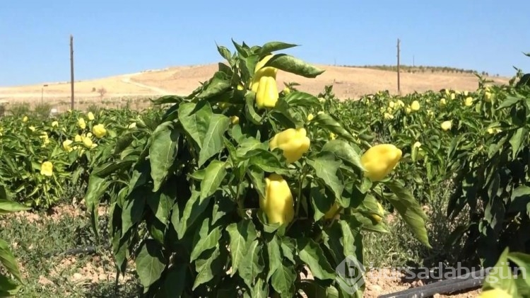 Marketteki fiyatlara kızdı, kimsenin yapmadığını yaptı