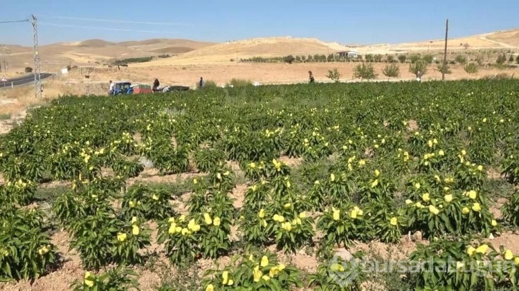 Marketteki fiyatlara kızdı, kimsenin yapmadığını yaptı