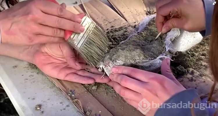 12 bin yıl öncesine ait fil kalıntıları bulundu