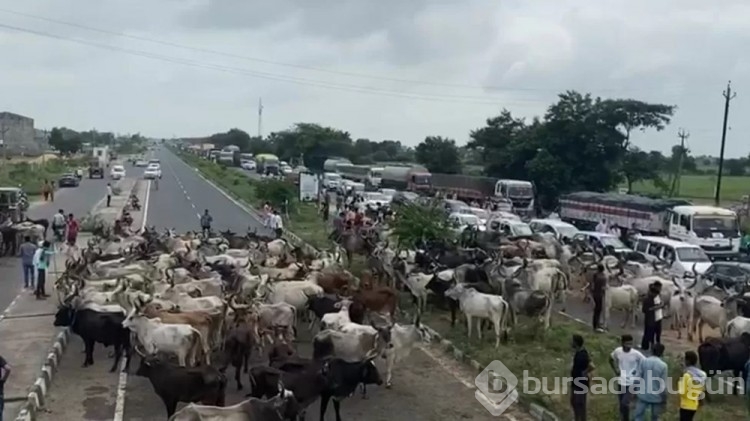 Hindistan'da binlerce sığır sokağa salındı