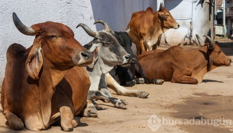Hindistan'da binlerce sığır sokağa salındı