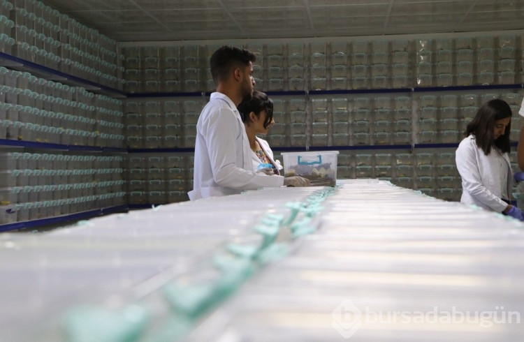 Akrep çiftliği: Zehrinin litresi 10 milyon dolar