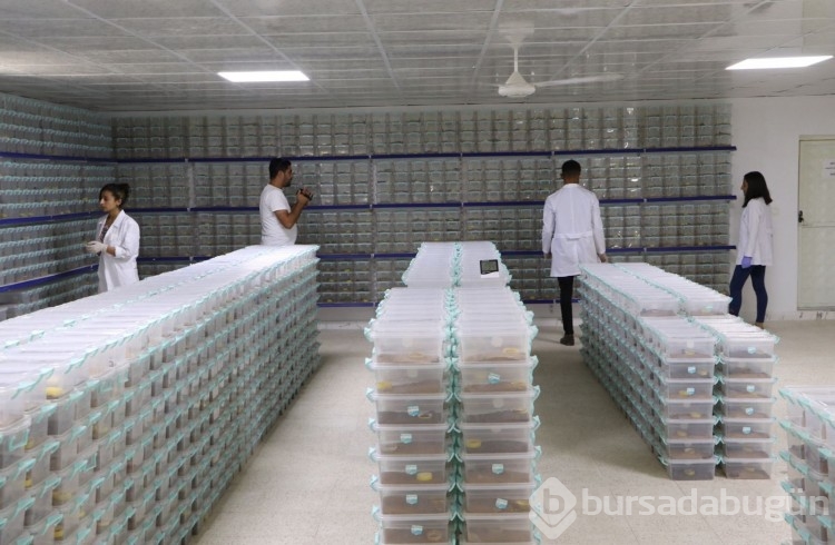 Akrep çiftliği: Zehrinin litresi 10 milyon dolar
