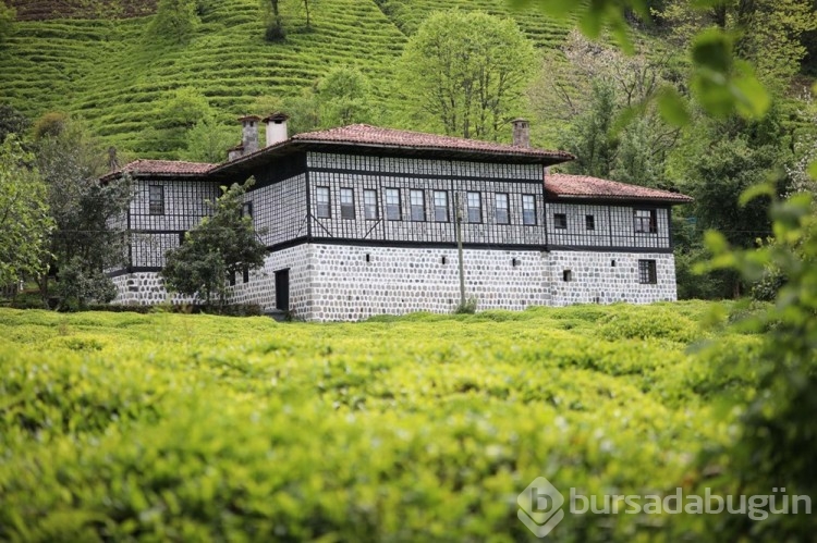 'Rize Çayı'na 98 yıl sonra tescil
