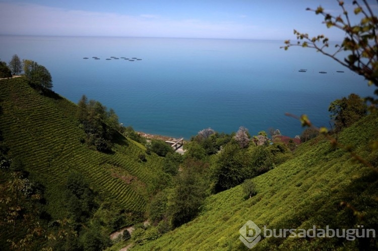 'Rize Çayı'na 98 yıl sonra tescil
