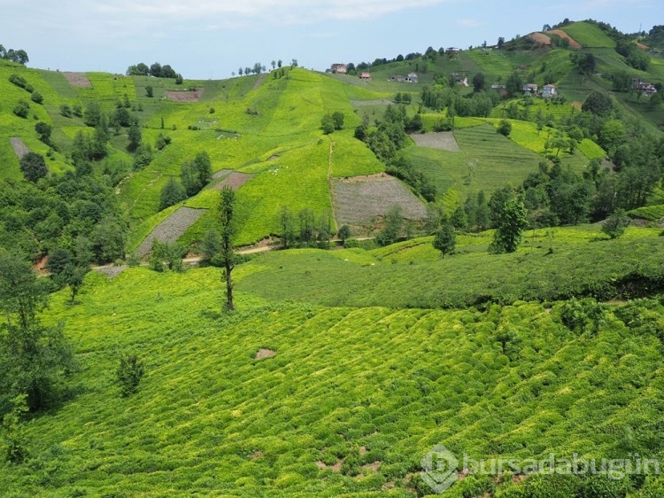 'Rize Çayı'na 98 yıl sonra tescil
