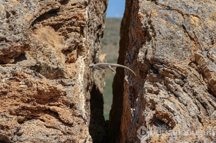 Van Gölü havzasının yaban hayvan türleri fotoğraflandı