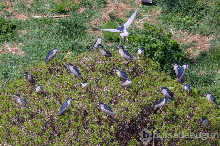 Van Gölü havzasının yaban hayvan türleri fotoğraflandı