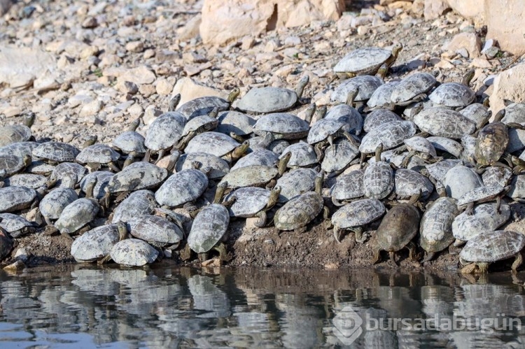 Van Gölü havzasının yaban hayvan türleri fotoğraflandı