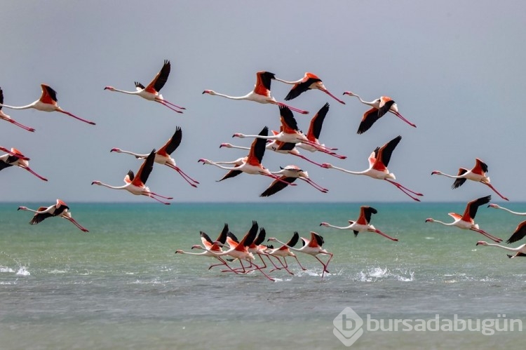 Van Gölü havzasının yaban hayvan türleri fotoğraflandı