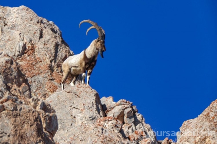 Van Gölü havzasının yaban hayvan türleri fotoğraflandı