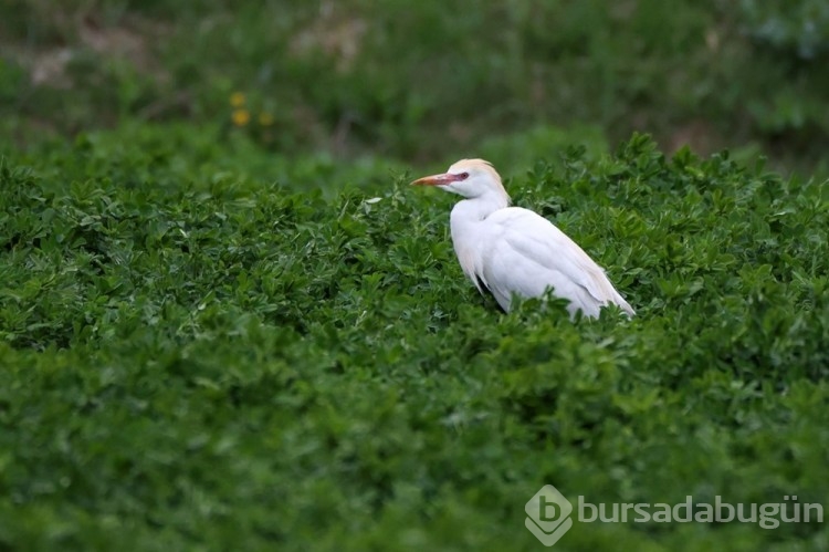 Van Gölü havzasının yaban hayvan türleri fotoğraflandı