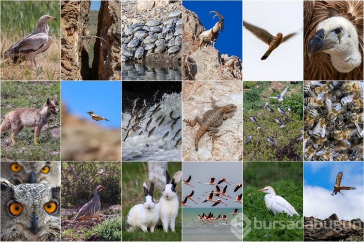 Van Gölü havzasının yaban hayvan türleri fotoğraflandı
