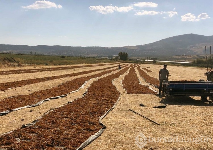 'Kuş Cenneti'nde bir damla su kalmadı!