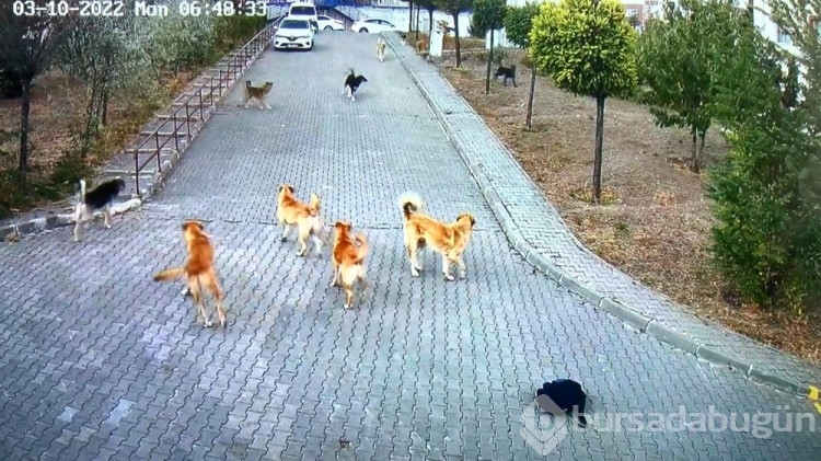 Lise öğrencisi köpek saldırısından okul çantasıyla kurtuldu