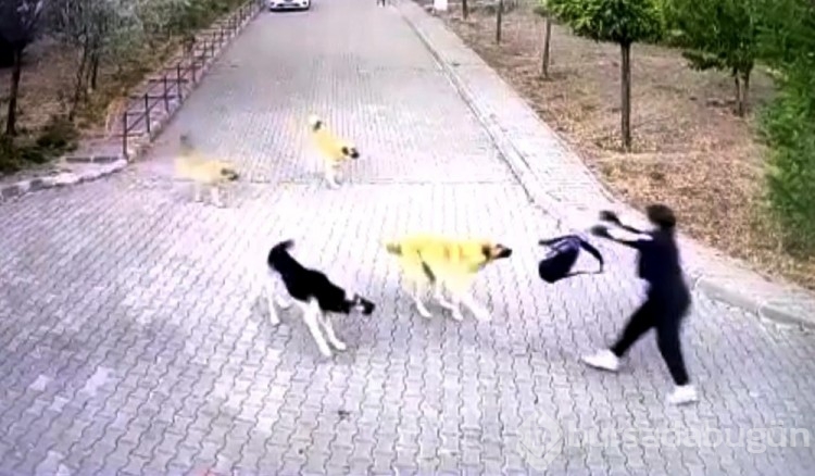Lise öğrencisi köpek saldırısından okul çantasıyla kurtuldu