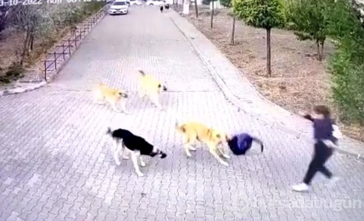 Lise öğrencisi köpek saldırısından okul çantasıyla kurtuldu