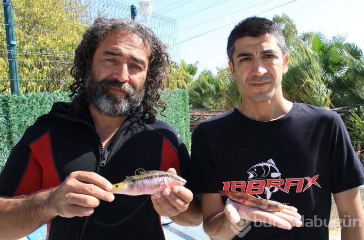 Zehirli kedi balığı Akdeniz'e yerleşti
