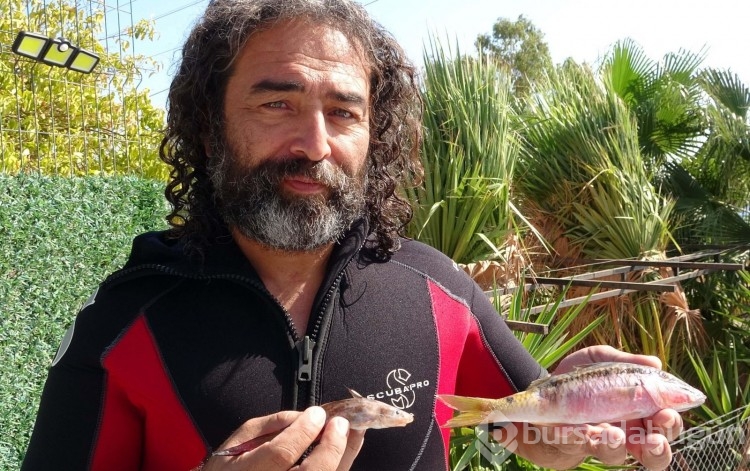 Zehirli kedi balığı Akdeniz'e yerleşti

