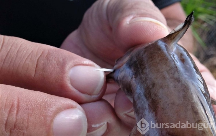 Zehirli kedi balığı Akdeniz'e yerleşti
