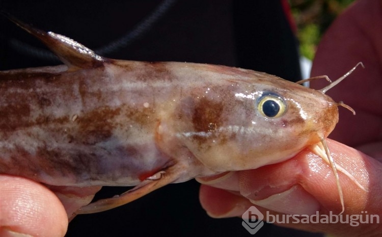 Zehirli kedi balığı Akdeniz'e yerleşti
