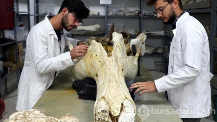 Kayseri'de 400'e yakın fosil bulundu
