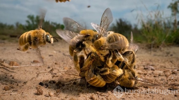 Yılın Vahşi Yaşam Fotoğrafçısı Ödülleri
