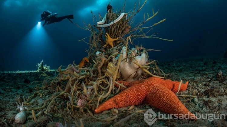 Yılın Vahşi Yaşam Fotoğrafçısı Ödülleri
