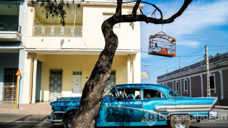 Yılın Vahşi Yaşam Fotoğrafçısı Ödülleri
