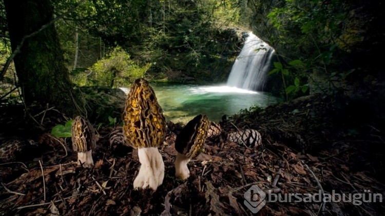 Yılın Vahşi Yaşam Fotoğrafçısı Ödülleri
