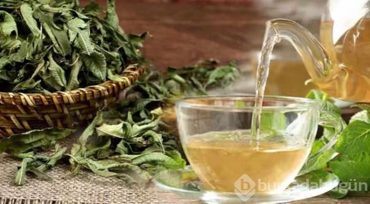 Faydaları saymakla bitmiyor: Melisa çayı