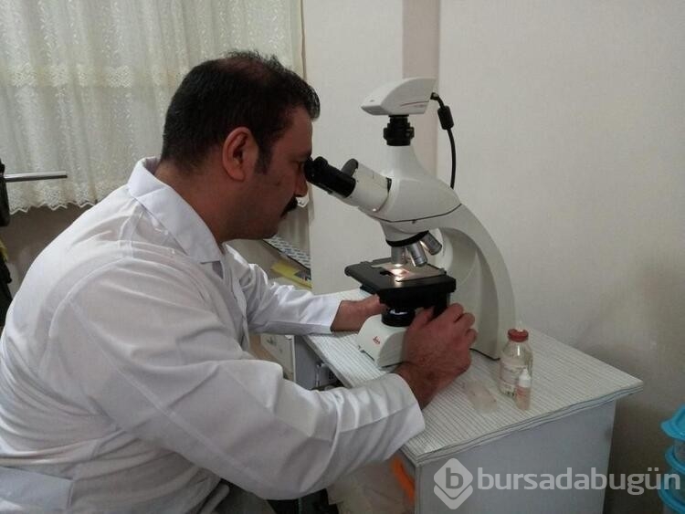Sığla ormanlarında keşfedilen endemik mantar türü için uyarı