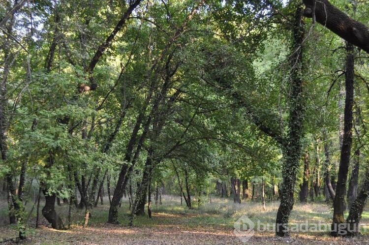 Sığla ormanlarında keşfedilen endemik mantar türü için uyarı