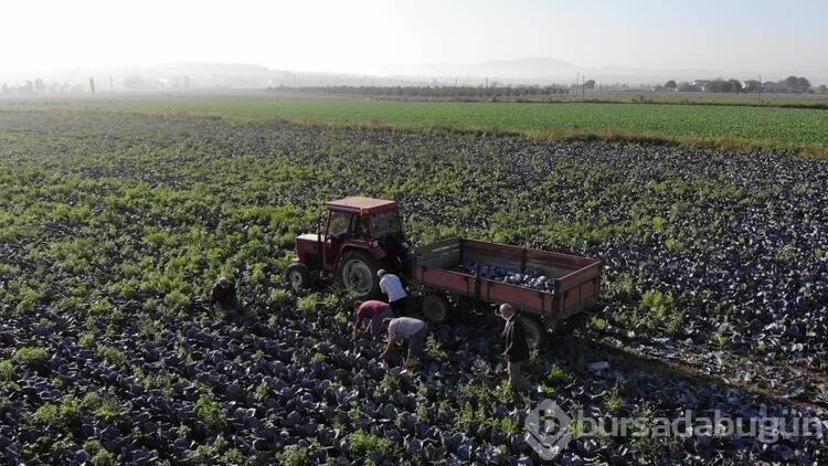 Bu sezon fındık, buğday, çeltik ve ayçiçeği Samsun'dan