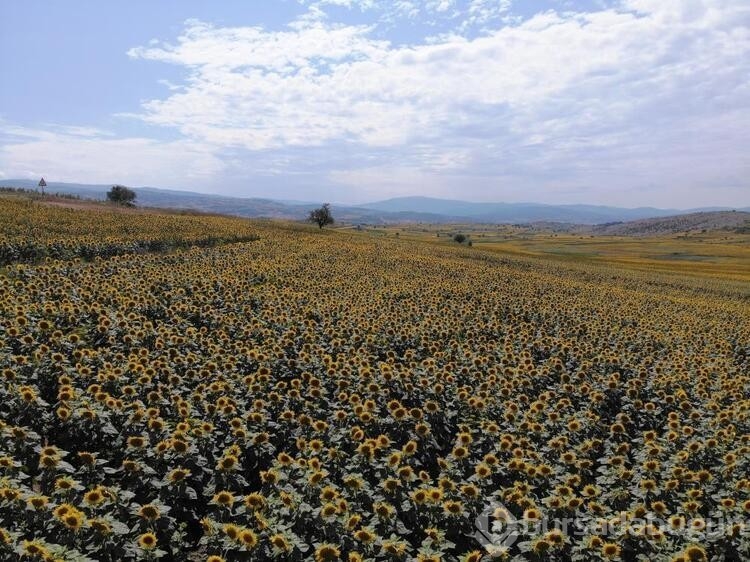 Bu sezon fındık, buğday, çeltik ve ayçiçeği Samsun'dan