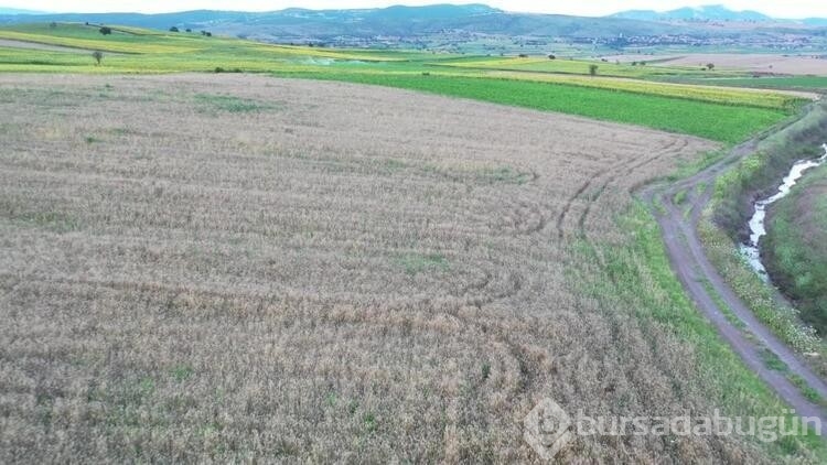 Bu sezon fındık, buğday, çeltik ve ayçiçeği Samsun'dan
