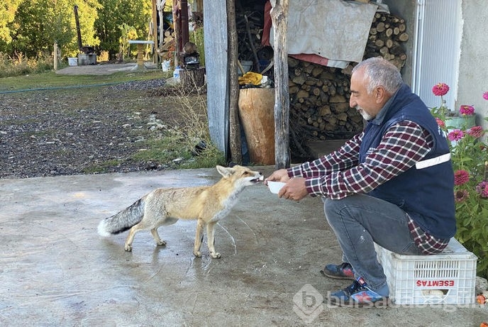 Eliyle beslediği tilki Maykıl can dostu oldu
