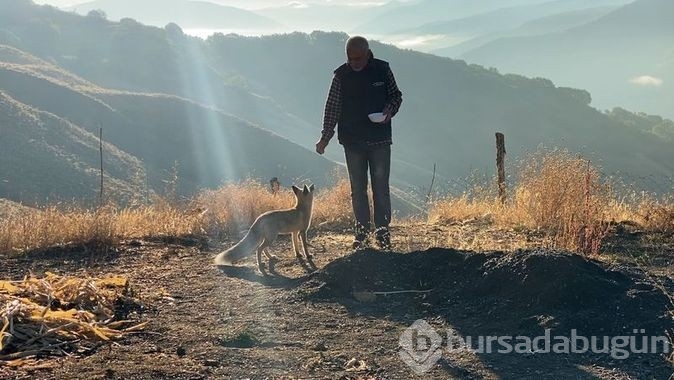 Eliyle beslediği tilki Maykıl can dostu oldu