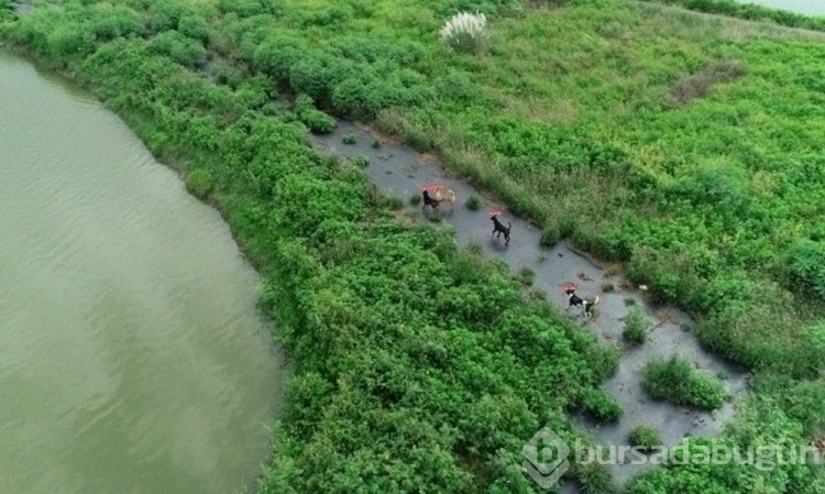 Tayvan'da sokak köpekleri drone'larla izlenmeye başlandı
