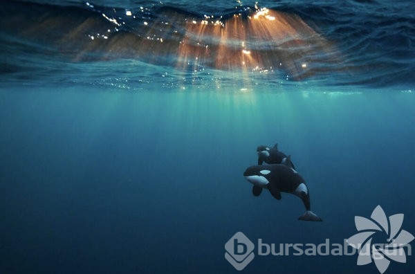 2022 yılının en iyi okyanus fotoğrafları
