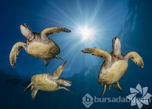2022 yılının en iyi okyanus fotoğrafları
