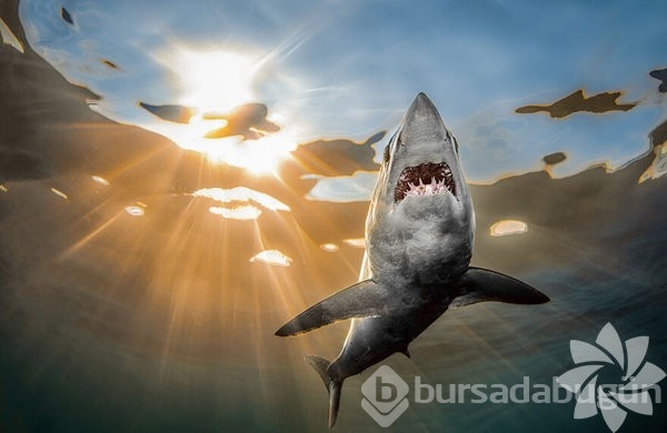 2022 yılının en iyi okyanus fotoğrafları
