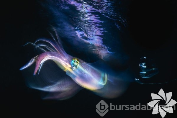 2022 yılının en iyi okyanus fotoğrafları
