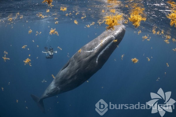 2022 yılının en iyi okyanus fotoğrafları
