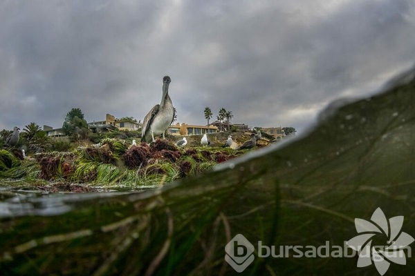 2022 yılının en iyi okyanus fotoğrafları
