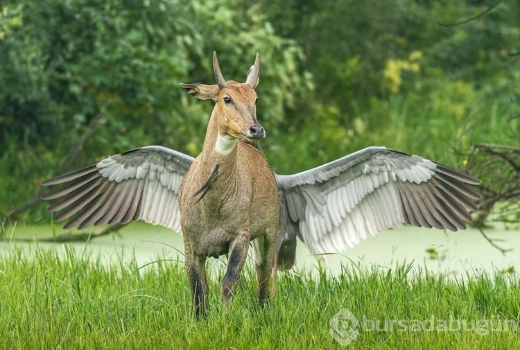 2022 Komedi Vahşi Yaşam Fotoğrafçılığı Ödülleri