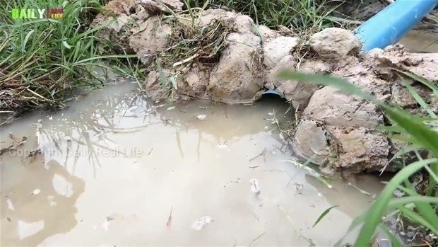Suya atlayıp eliyle balık yakaladı!
