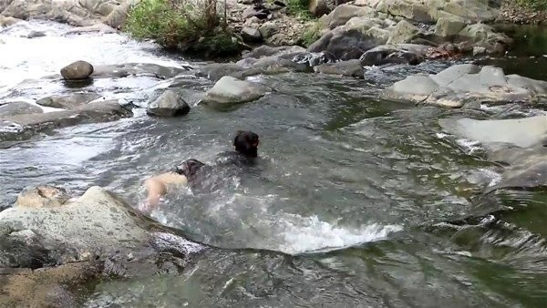 Suya atlayıp eliyle balık yakaladı!