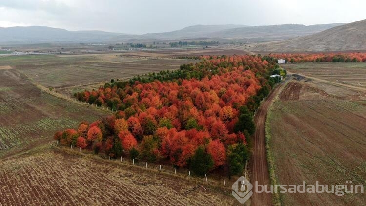 Bozkır tuvale dönüştü! Ortaya çıkan manzara mest etti
