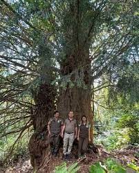 Artvin'de 1400 yıllık porsuk ağacı tescillenecek
